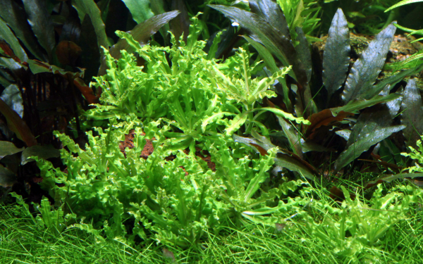 Pogostemon helferi - Kleiner Wasserstern 1-2-Grow!